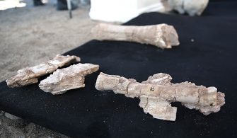 10 milyon yıllık fil fosilleri bulundu