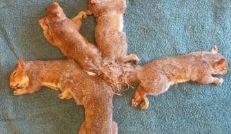 Kuyrukları birbirine dolandığı için mahsur kalan yavru sincaplar kurtarıldı