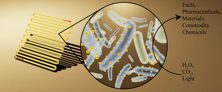 sayborg bakteri - Bilim Adamları Bakterileri, Yakıt Üreten Sayborg Güneş Panellerine Dönüştürdü